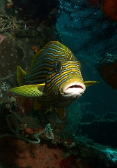 Bali 2016 - Ribbon sweetlips - Gaterin a ruban - Plectorhinchus polytaenia - IMG_5814_rc